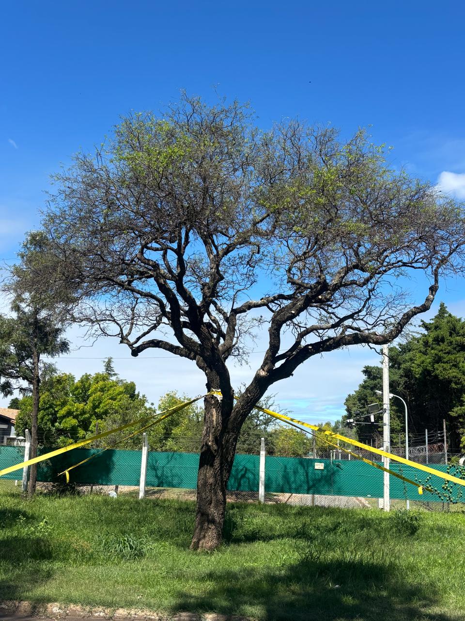 Quebracho blanco con rebrote saludable en Villa Allende tras su trasplante